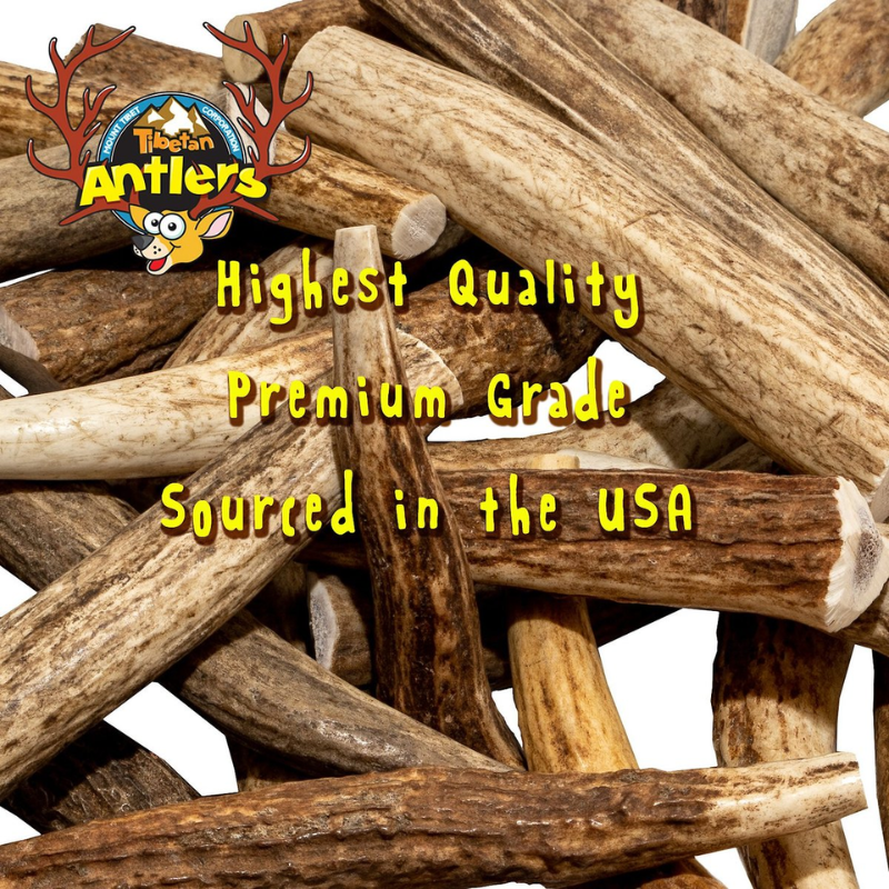 Tibetan Whole Antler Small